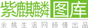 紫麒麟·图库