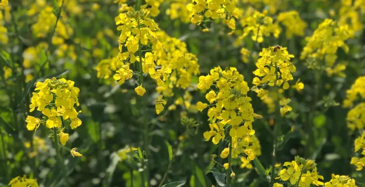 余姚马渚瑶街弄田野油菜花春天黄色大自然蜜蜂采蜜