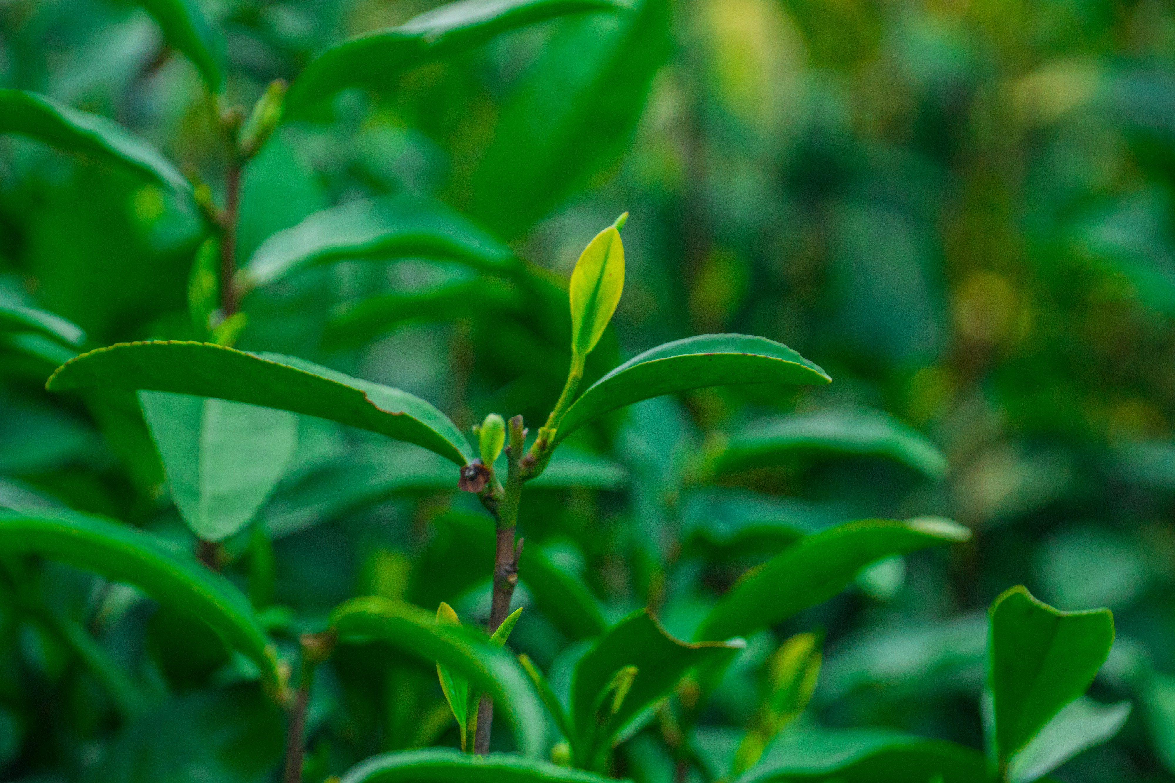 茶叶绿茶