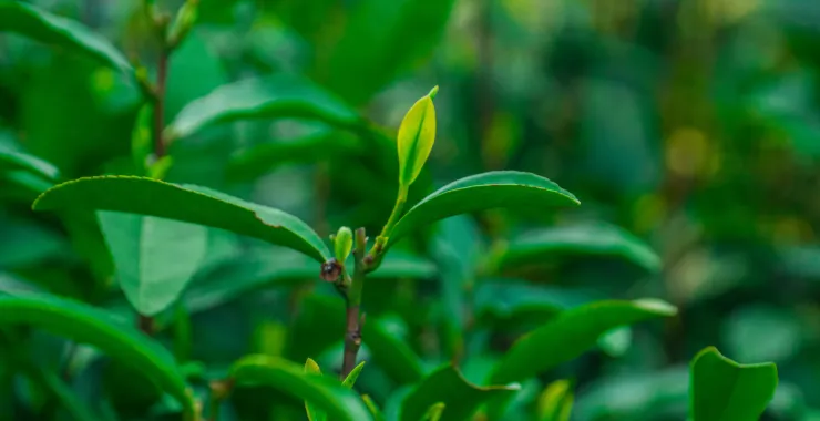 茶叶绿茶