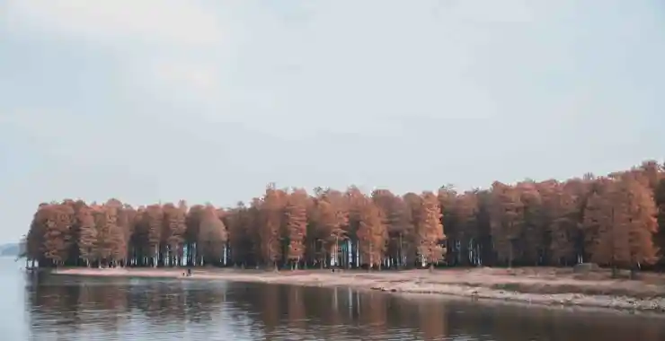 秋天网红景点梁弄水杉林红了