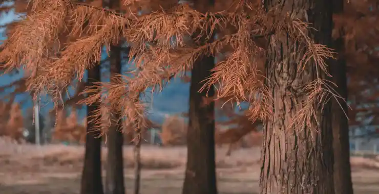 秋天网红景点梁弄水杉林红了