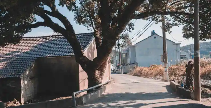 余姚三七市官桥大树底下乘凉马路边