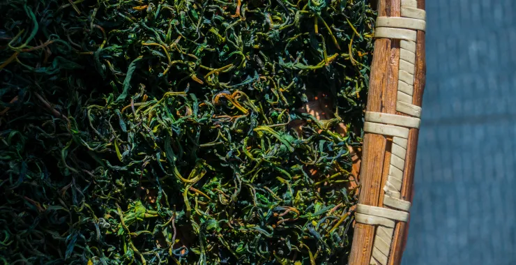 小清新春茶茶叶上市上新