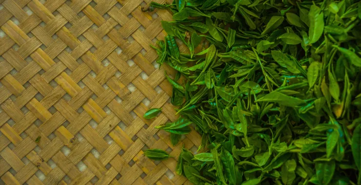 小清新春茶茶叶上市上新