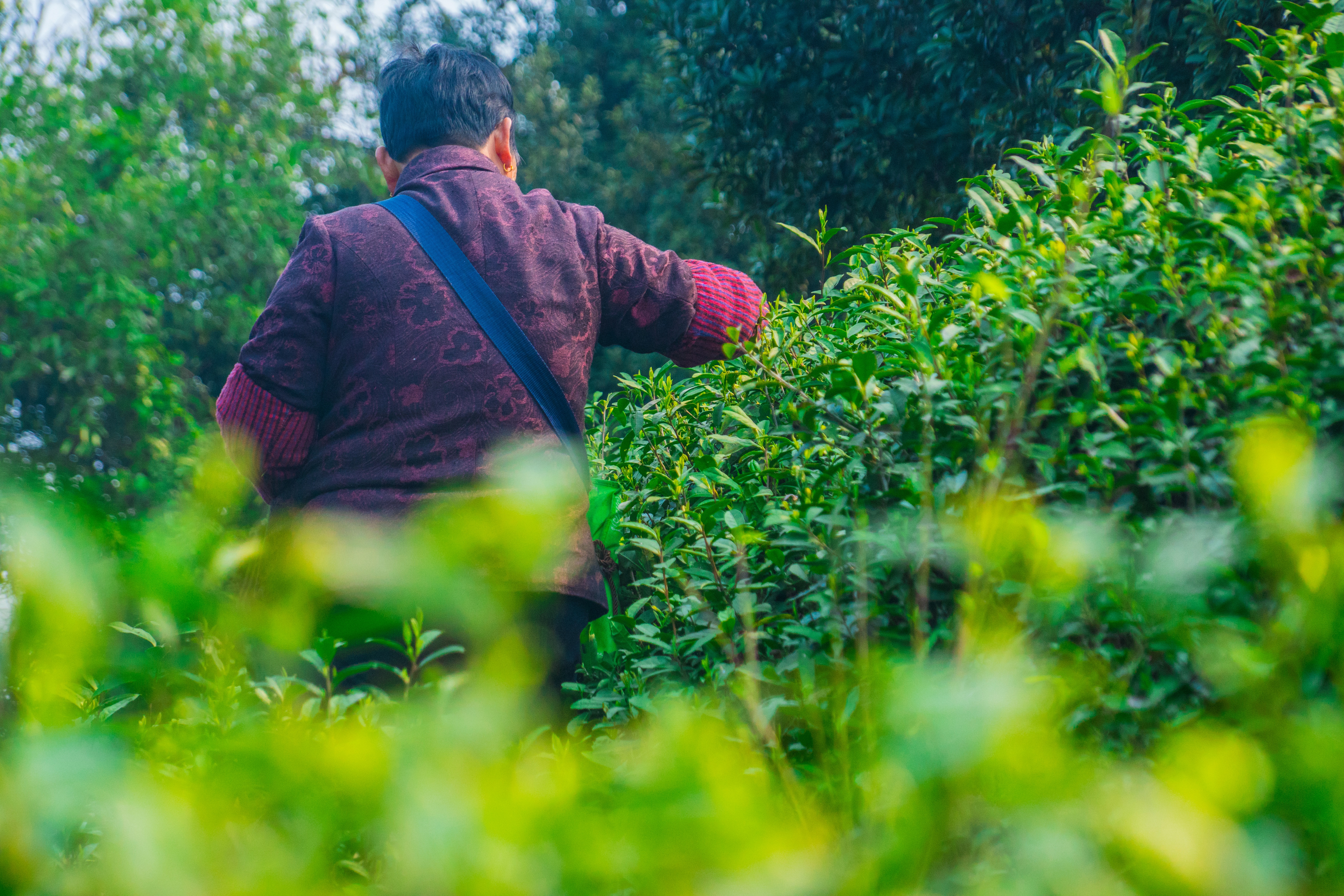 女人妇人采摘茶叶种植园本地新茶树叶