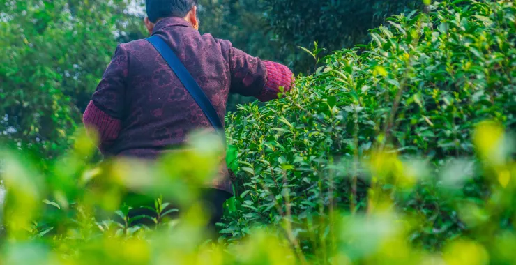 女人妇人采摘茶叶种植园本地新茶树叶