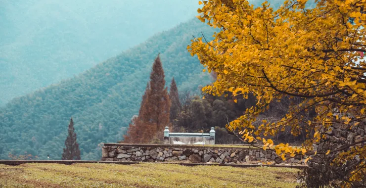秋天的风景清晨薄雾山上美丽森林