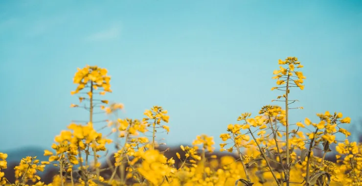 春色蓝天大自然田野油菜花