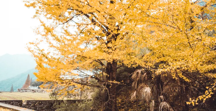 风景秋天黄色银杏树叶