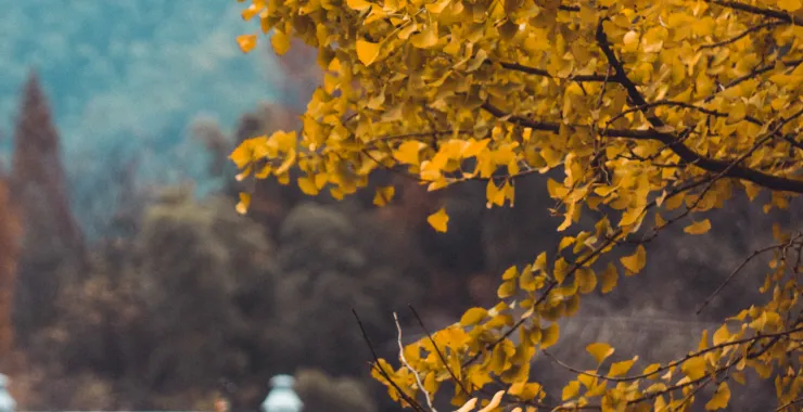 风景秋天黄色银杏树叶