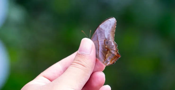 美丽动物蝴蝶