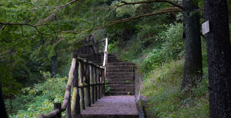 森林小路古道绿色氧吧