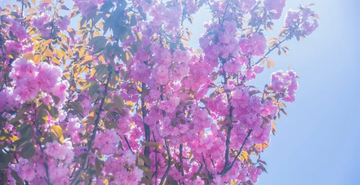 四月樱花四明山粉色风景