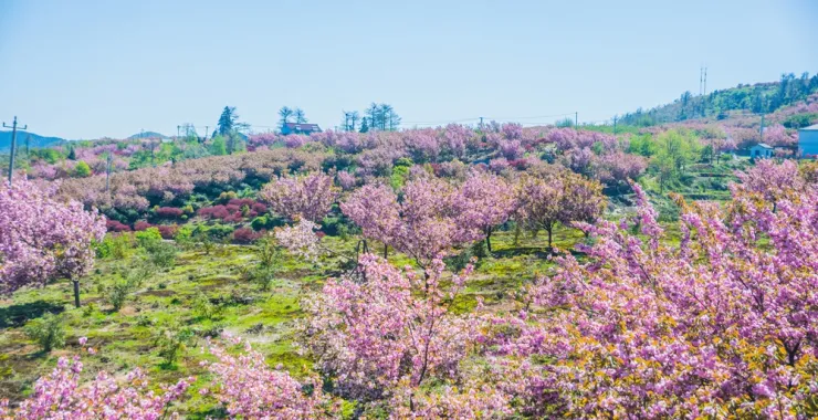 四月樱花四明山粉色风景