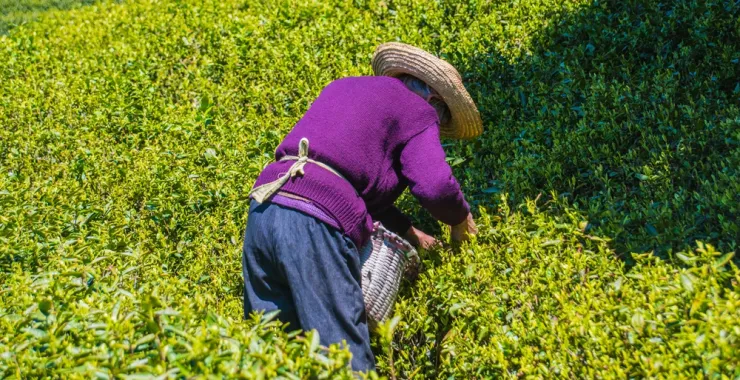四月茶叶摘茶老人青山群山绿色新茶