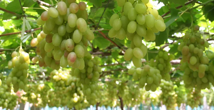 夏天美味甜蜜采摘水果葡萄