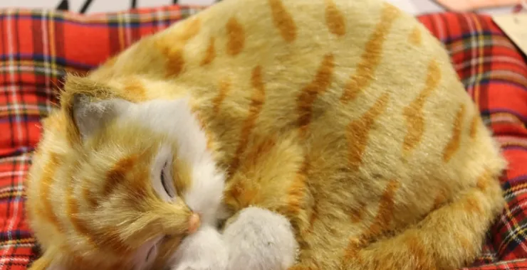 宠物猫萌宠