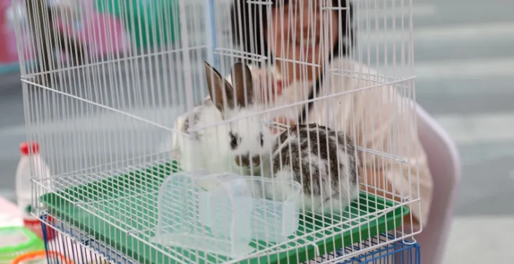兔子萌宠动物