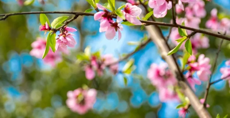 春天桃花粉色桃树