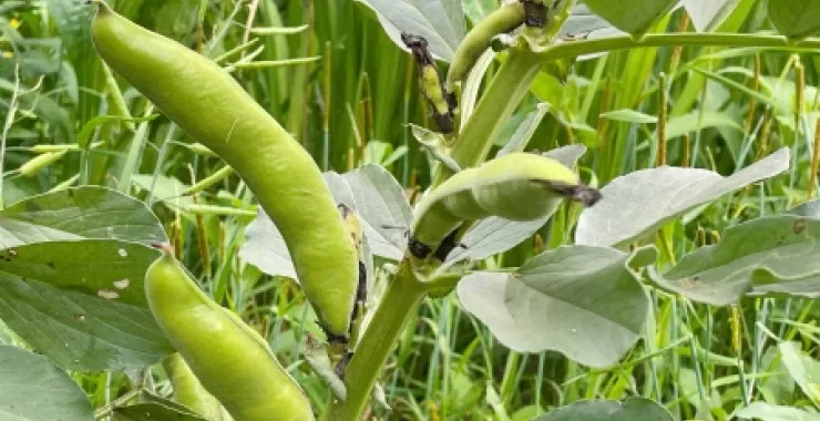 农家种植家常菜春日蚕豆蔬菜新鲜有机