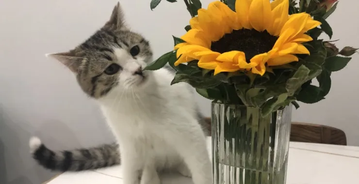 为夏日葵和玫瑰心动的萌猫