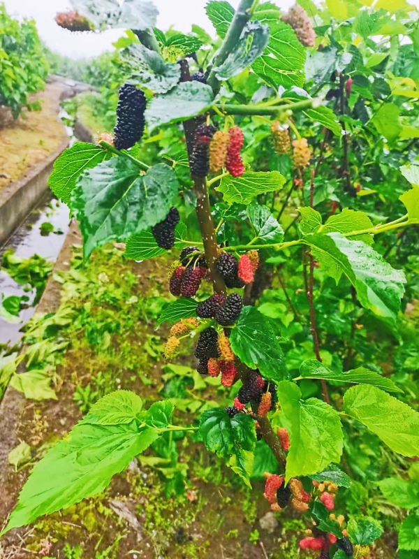 梁弄桑葚采摘亲子游