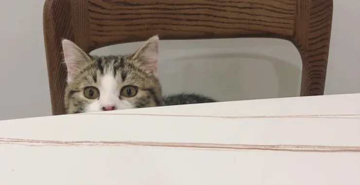 萌宠猫好奇喵