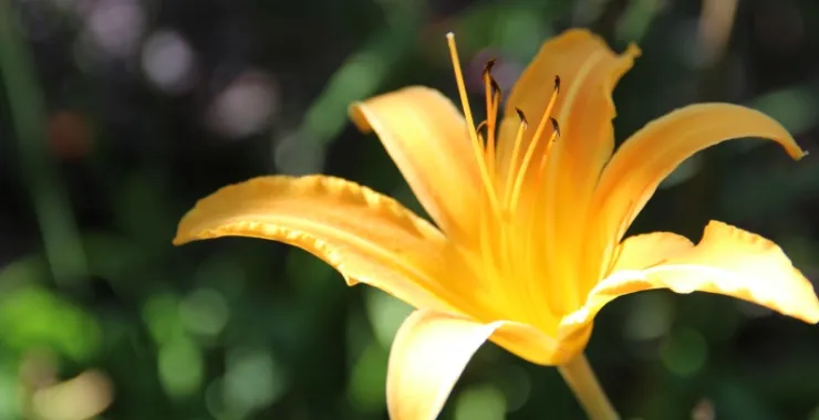 萱草黄花