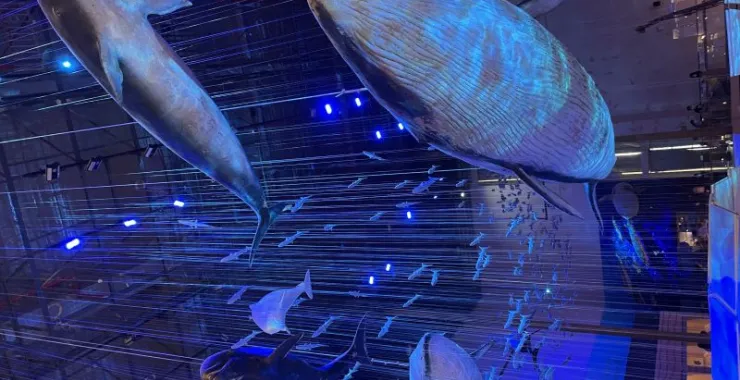 博物馆海洋模型海豚鲸鱼鲨鱼蓝色