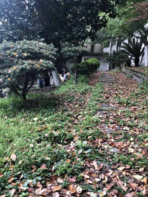 龙山公园春日景色春游绿植风景落叶