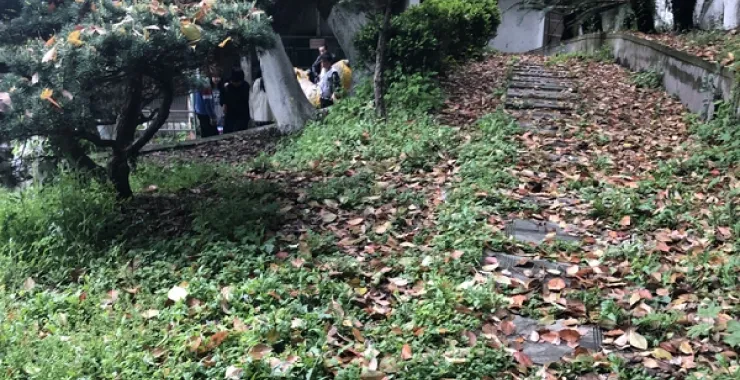 龙山公园春日景色春游绿植风景落叶