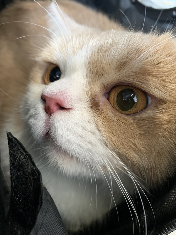猫咪宠物动物萌宠