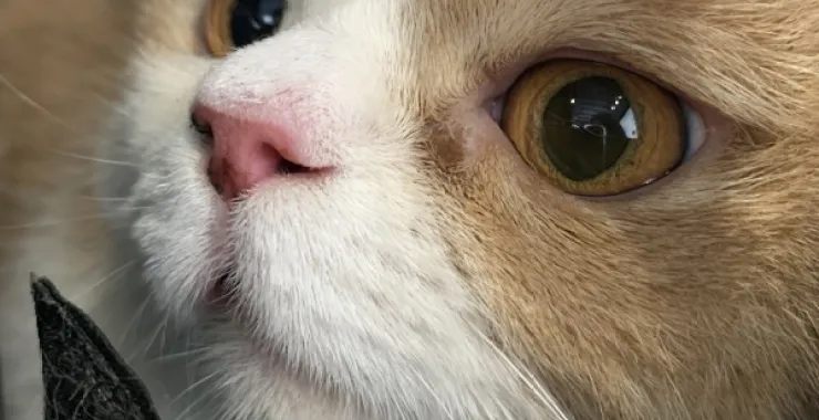 猫咪宠物动物萌宠