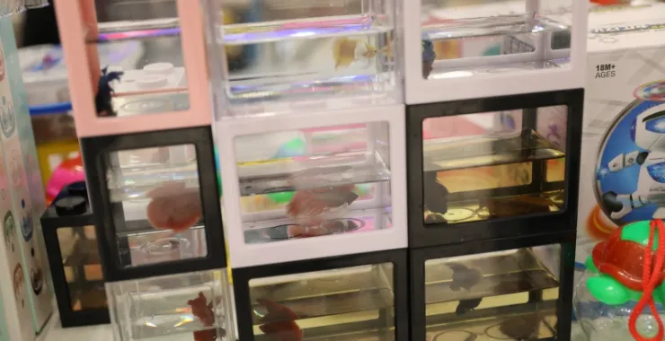 水族金鱼