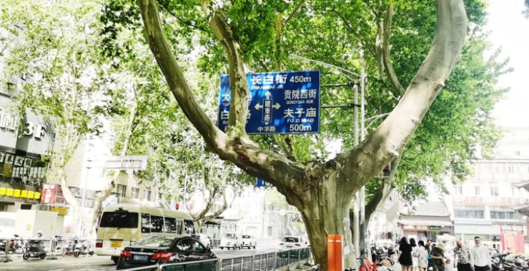 南京街头参天大树人生百态