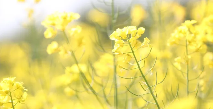 春天油菜花田