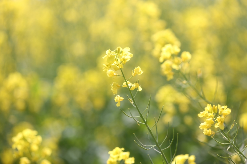 春天油菜花田