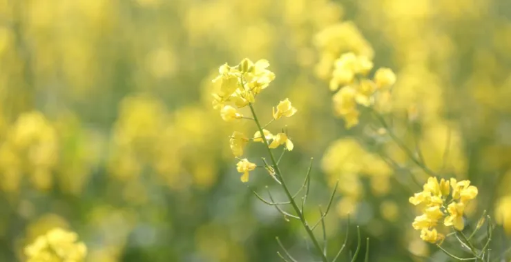 春天油菜花田