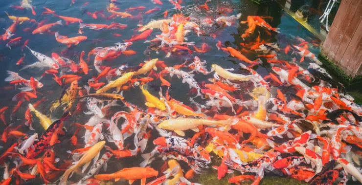 杭州湾湿地公园锦鲤好运鱼游玩