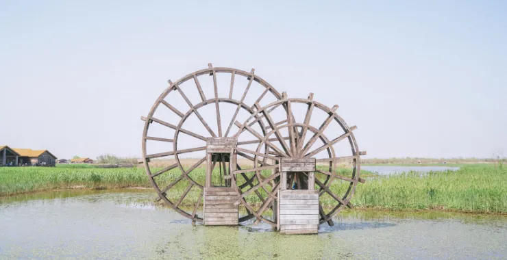 杭州湾湿地公园水车春天芦苇