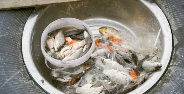 捕鱼鲫鱼新鲜鲜活