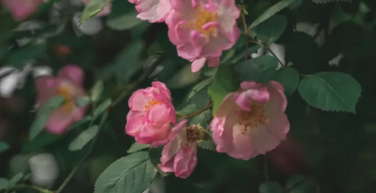 春天姚江边蔷薇花开放