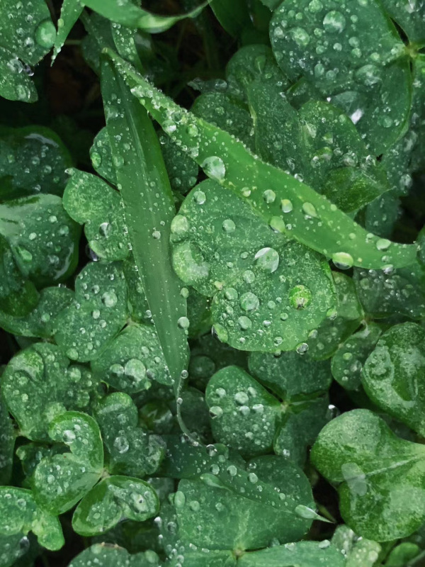  自然户外植物植物学水水滴露珠水滴水分小草