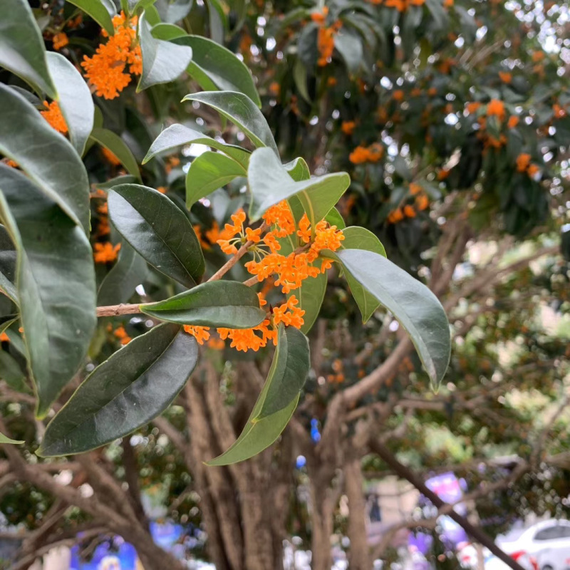 公园植物花香植被秋季桂花