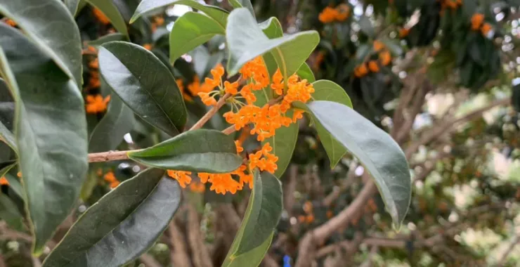公园植物花香植被秋季桂花