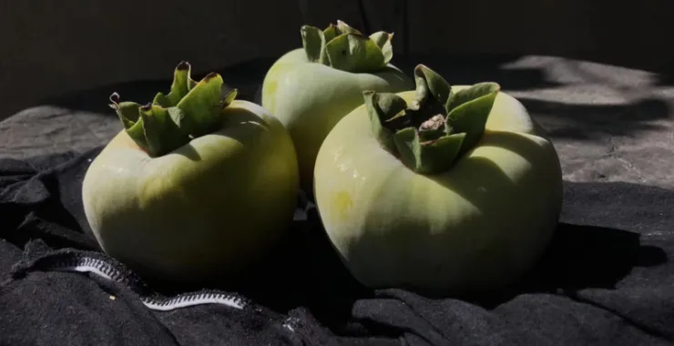 余姚美食传统水果柿子