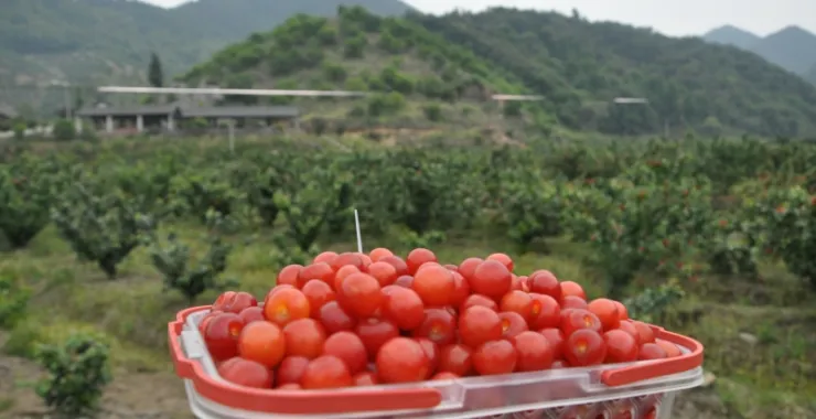 梁弄美食水果樱桃采摘