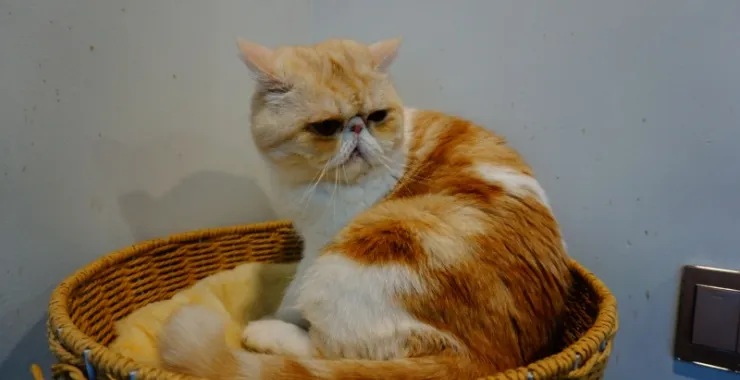 白黄相间的加菲猫动物宠物萌宠