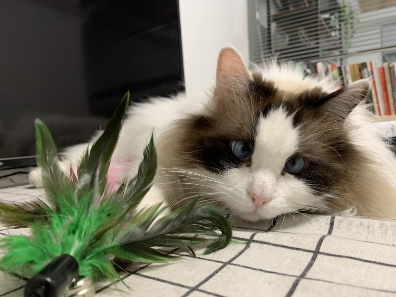 家庭宠物布偶猫咪萌宠动物